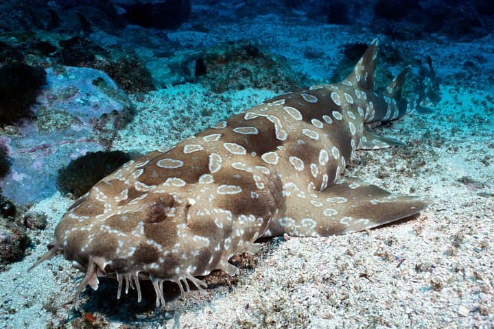 SEA LIFE Kelly Tarlton's General Admission