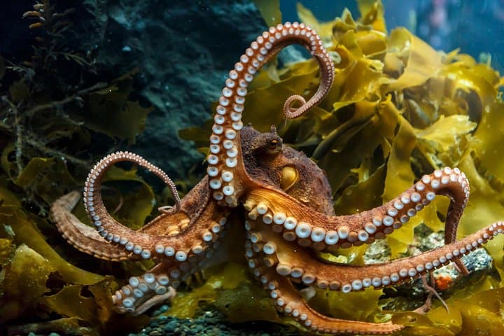 SEA LIFE Kelly Tarlton's General Admission