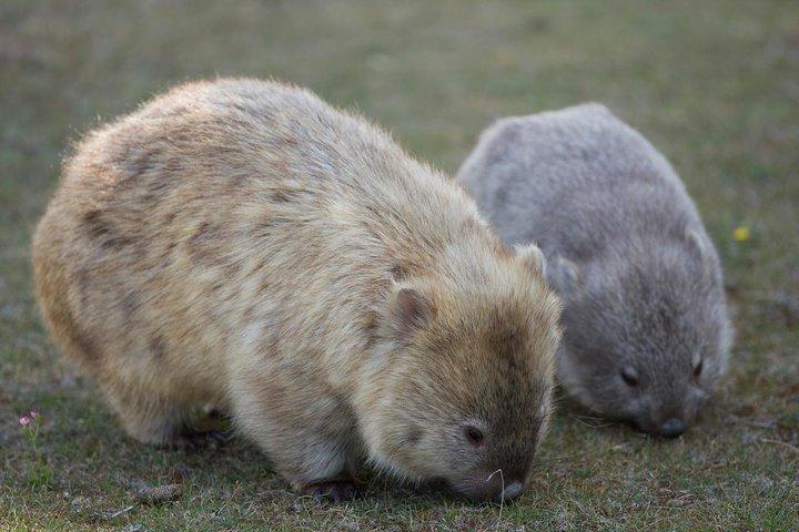 ホバート:マリア島国立公園、ネイチャー&ワイルドライフアクティブツアー