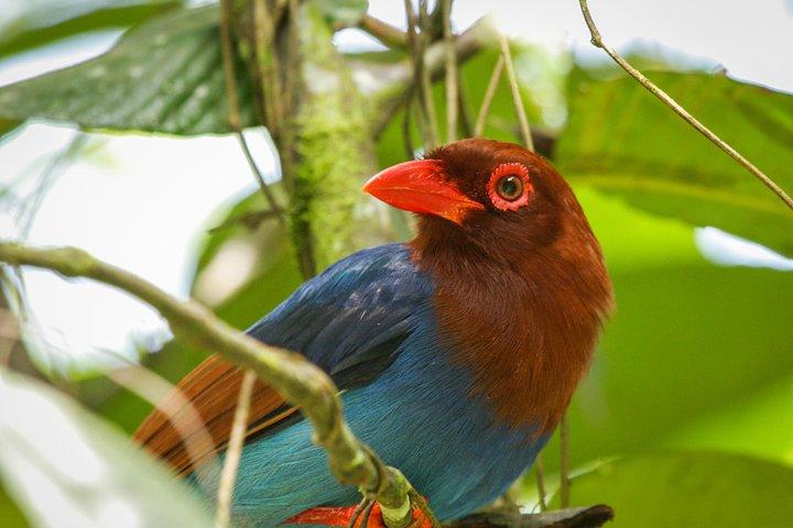 Rainforest Explorer vanuit Bentota (2 dagen)