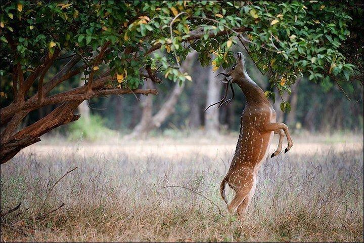 Private 5-Day Ranthambhore Tiger Tour from Delhi including the Taj Mahal, Agra and Jaipur