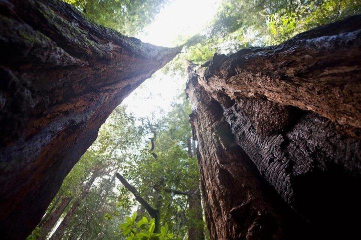 Muir Woods e Sausalito Tour Plus Crociera nella Baia