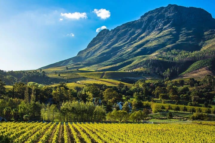 Cape town private, Wine Tasting Tour