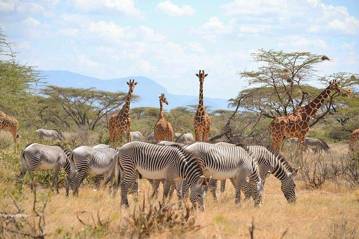 4 Day Mid-range Serengeti Safari