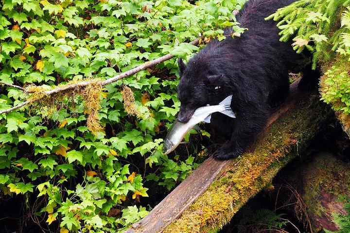 Verräter Cove Bear Viewing
