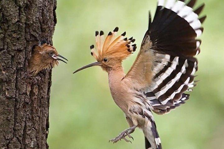 タンザニアサファリでランドクルーザーをレンタルする10日間