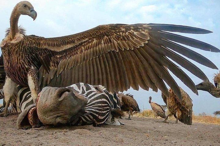 タンザニアサファリでランドクルーザーをレンタルする10日間