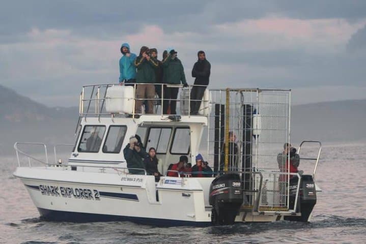 Shark cage diving & viewing tours in Gansbaai