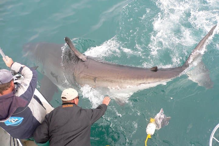 Shark cage diving & viewing tours in Gansbaai