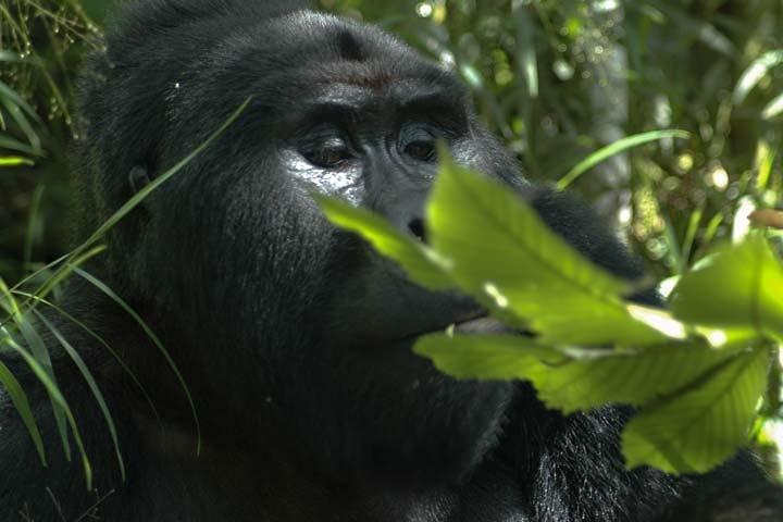 3 dias Gorilla tracking Bwindi e Lago Bunyonyi Relaxation
