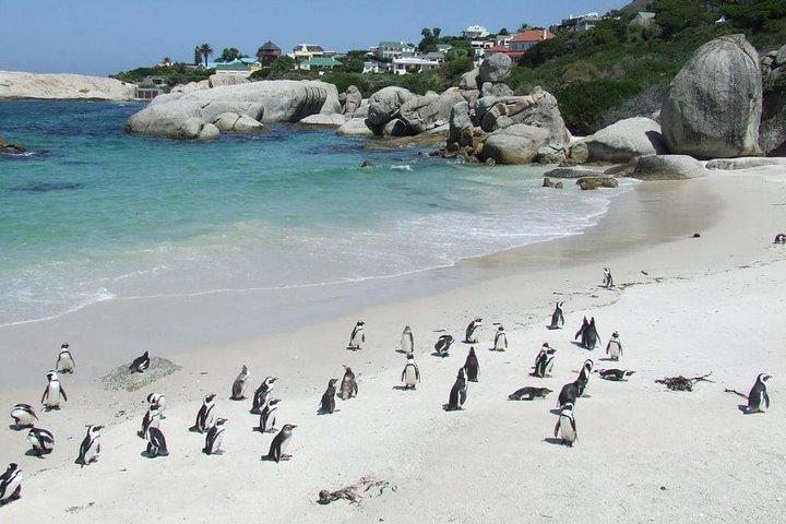 Cape Town Private, Cape Point Penguin Tour