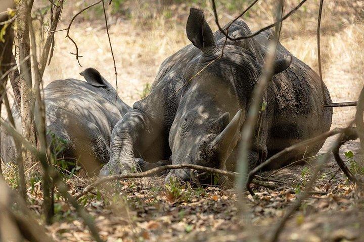 4 dagars gorilla- och viltsafari i Uganda