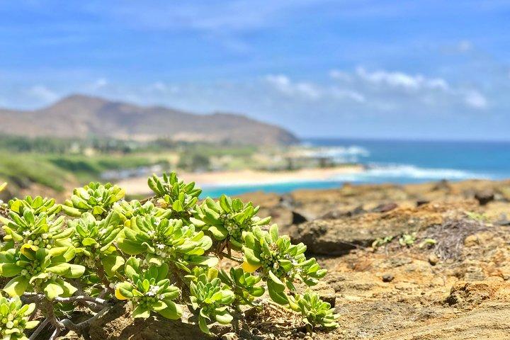 Oahu Tours privados personalizados a Circle Island y Mini Circle Island