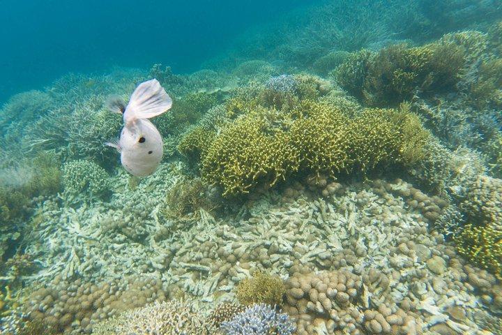 Coron Island Tour B (privé)
