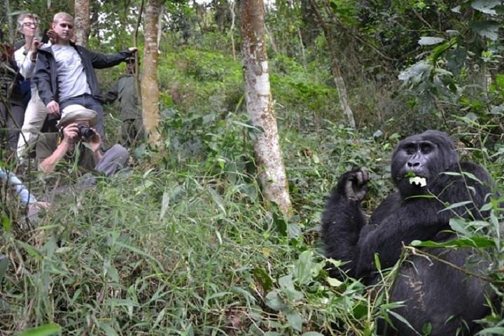 7 dages eksklusiv Gorilla oplevelse i Uganda