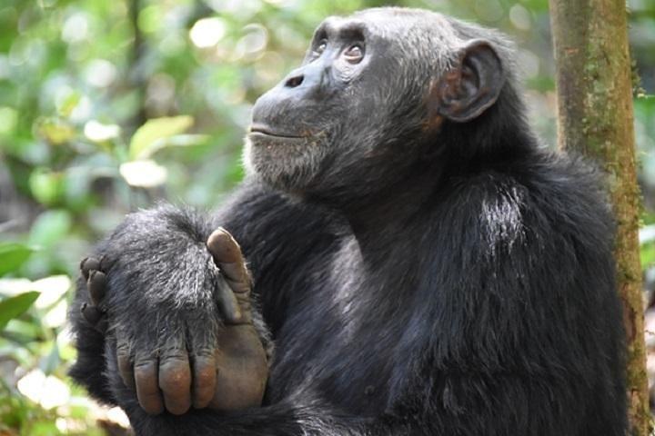 7 dages eksklusiv Gorilla oplevelse i Uganda