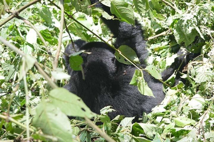 5 jours Primates Habituation Experience Uganda
