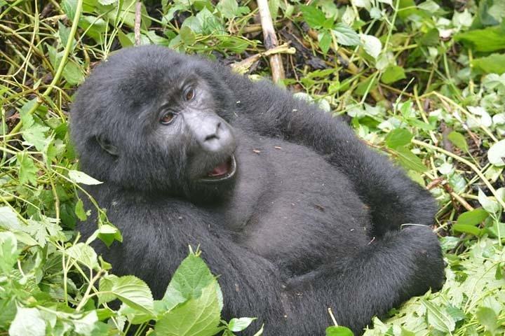 5 jours Primates Habituation Experience Uganda