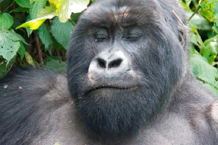 10 jours de safari classique en Ouganda