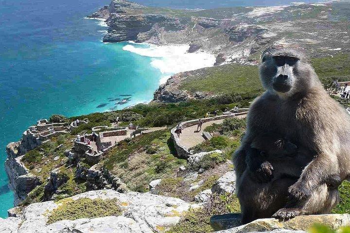 Cape Town: visite privée d'une demi-journée dans la péninsule du Cap et d'une demi-journée dans les vignobles de Constantia