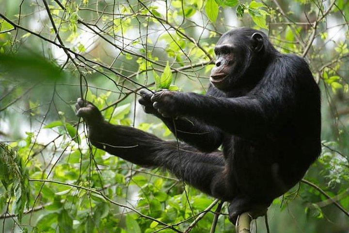 2 Dage Rwanda Chimpanzees Trekking, Zipline og Canopy Walking Tour