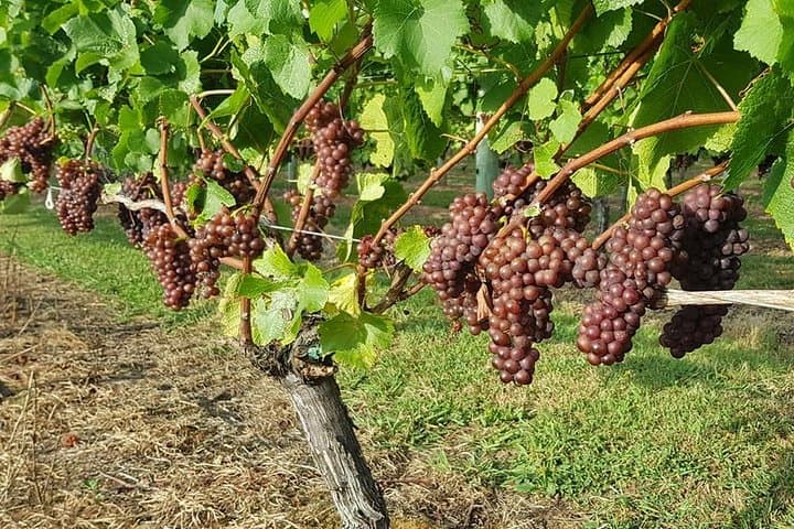 Small-Group Kumeu Wine Country Tour with Wine Tastings & Lunch