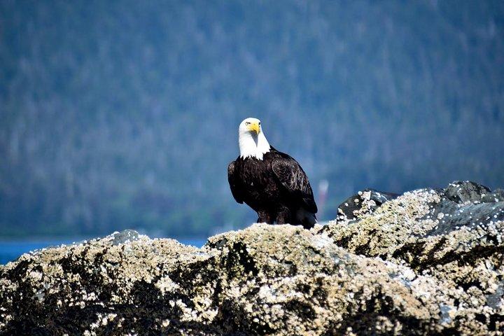 Tour Sitka Simplesmente Incrível: Fortaleza do Urso, Raptor do Alasca e Totens