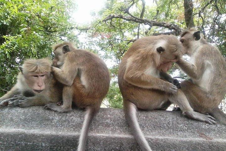 Colombo para Dambulla Sigiriya 02 Days Tour com Safari