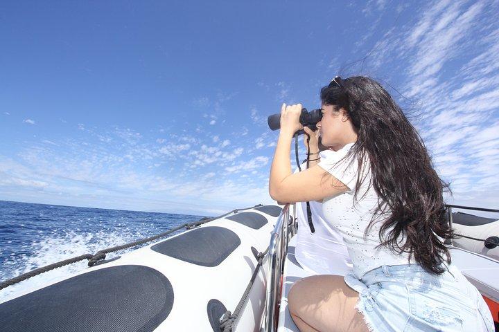Whale Watching und Marine Science Tour