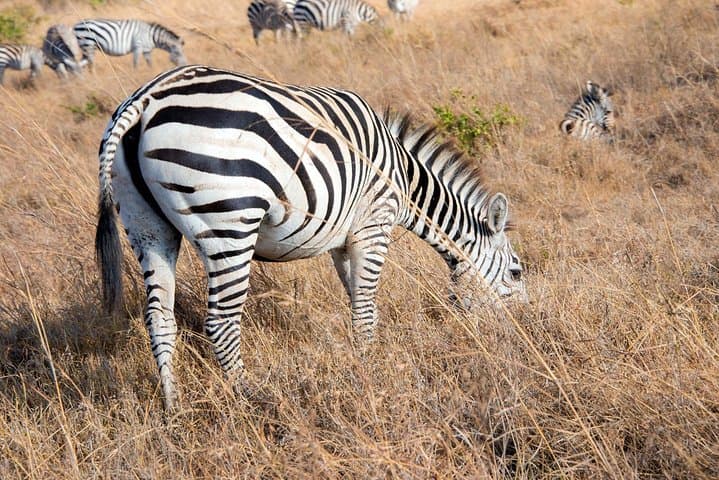 6.a.m. To 11.a.m Nairobi National Park Game Drive