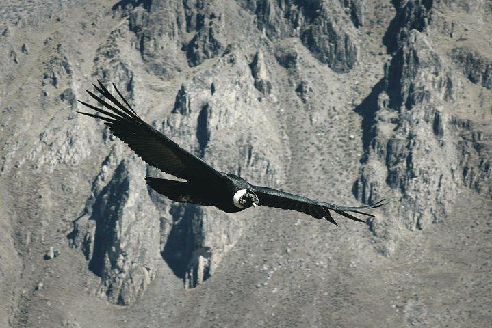 Excursão de 2 dias: Puno a Chivay e Canyon of Colca