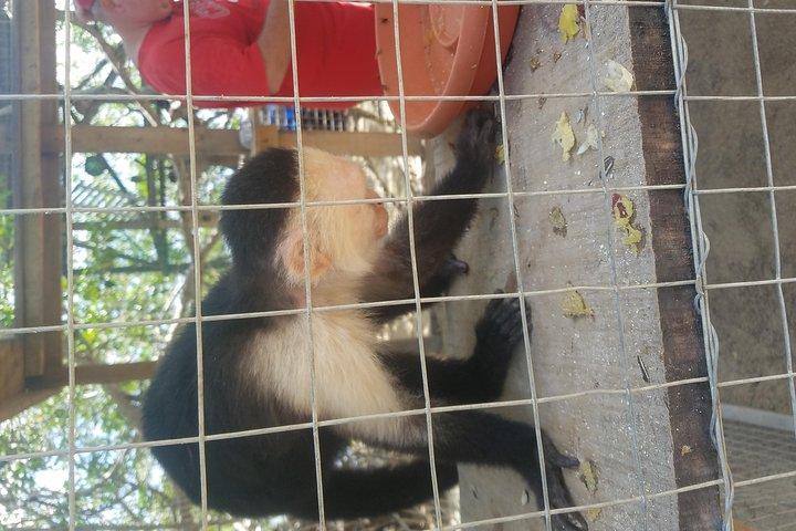 Roatan Ausflug: Beach Break / Plus Sloth Park und Schnorchelabenteuer