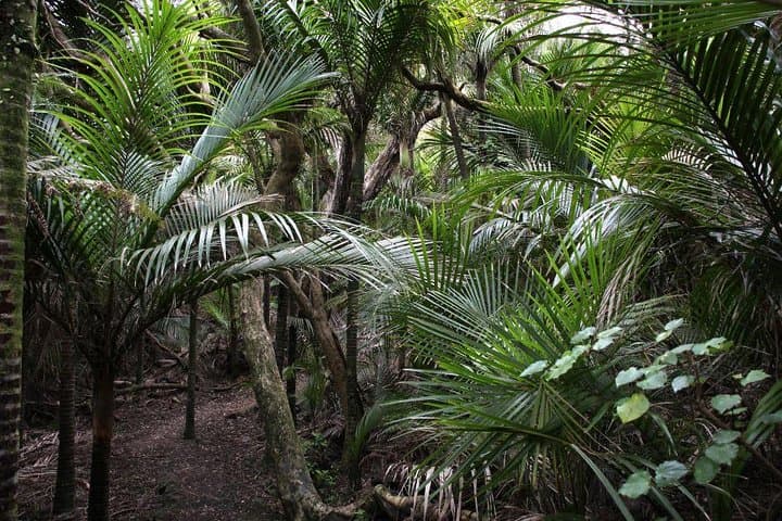 Beautiful Nature Tours Auckland - Private Tour