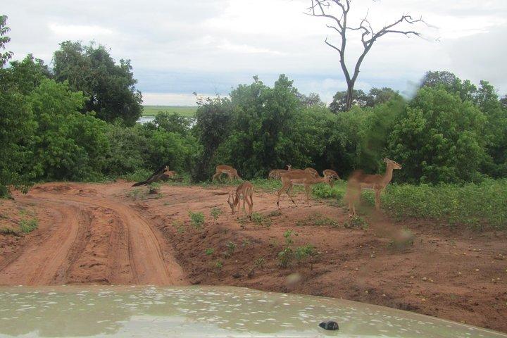 Da Victoria Falls a Chobe Day Game Safari