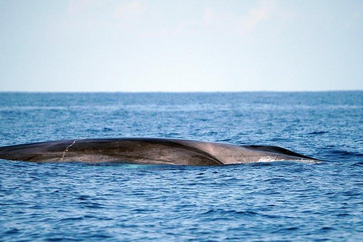 Eco-aventure d'observation des baleines de Costa Adeje