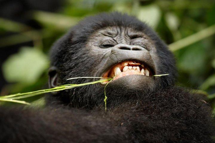Gorilla di 4 giorni che segue l'Uganda