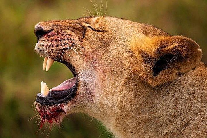 7 días de safaris en el lodge