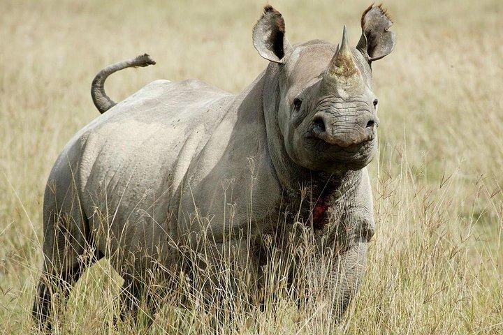 8 dage / 7 nætter Deltag i gruppesafari