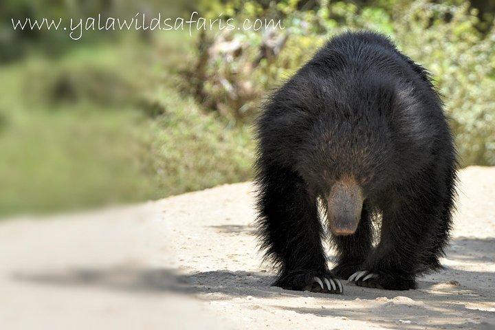 Tour privato: YALA National Park con autista esperto e guida