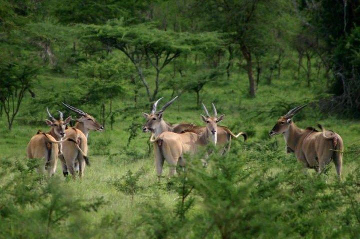9 dias de safari em Uganda