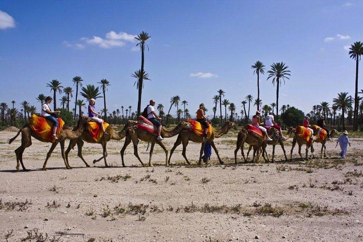 Camel Ride in Marrakech Palm Grove