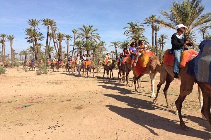 Camel Ride in Marrakech Palm Grove
