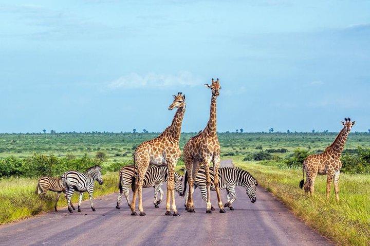 4 dagar Etosha National Park och Swakopmund Lodging