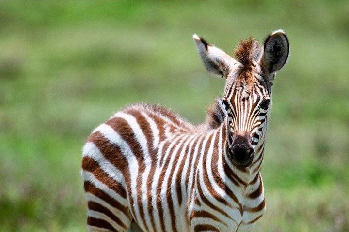 7 días de safaris en el lodge