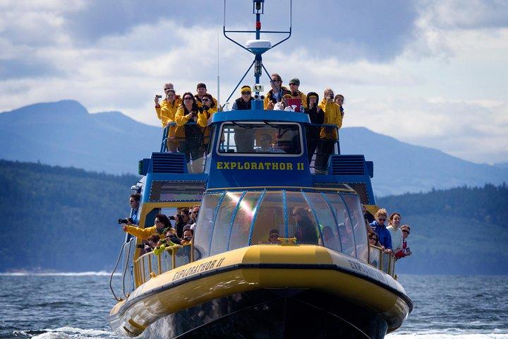 Vancouver Whale Watch stor Zodiac tur med Vejleder
