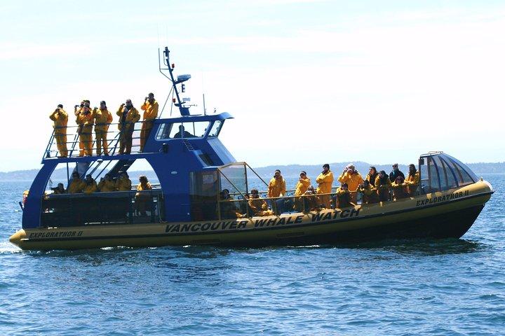 Vancouver Whale Watch stor Zodiac tur med Vejleder