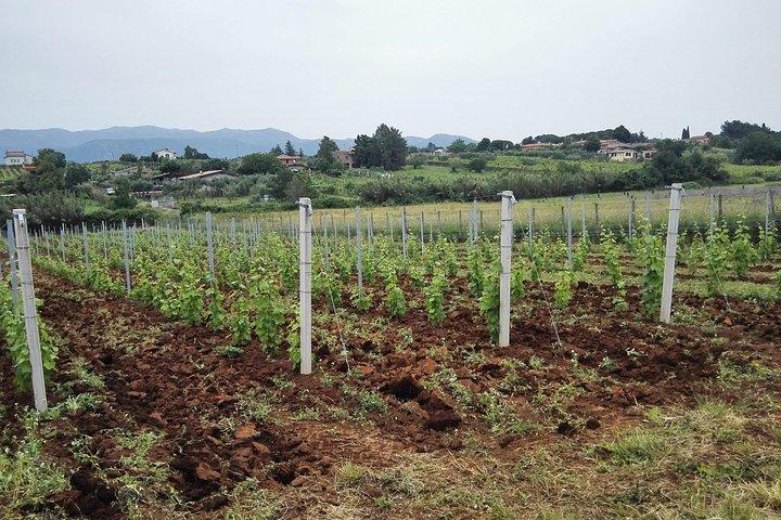 Castelli Romani, Frascati, Castel Gandolfo, Albano-meer + wijnproeverij - 8 pax