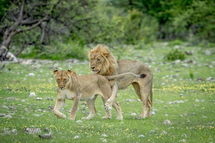 8 dages Soss, Swakop, Twyfelfontein og Etosha NP Lodging