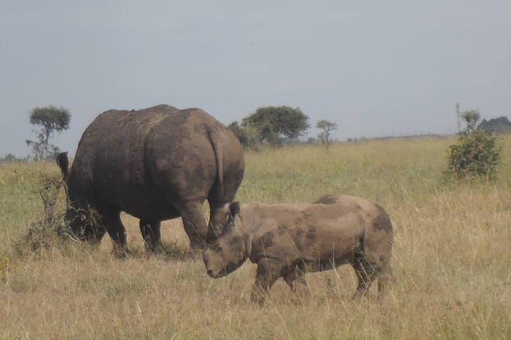 Nairobi 8.a.m Pick Up/mamba Village/elephant Sanctuary/giraffe Centre/nairobi Pk