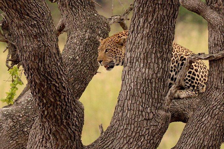 ヨハネスブルグ発ビッグ 5 クルーガー国立公園 2 日間サファリ